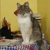 Отзыв от Алиса Золотова